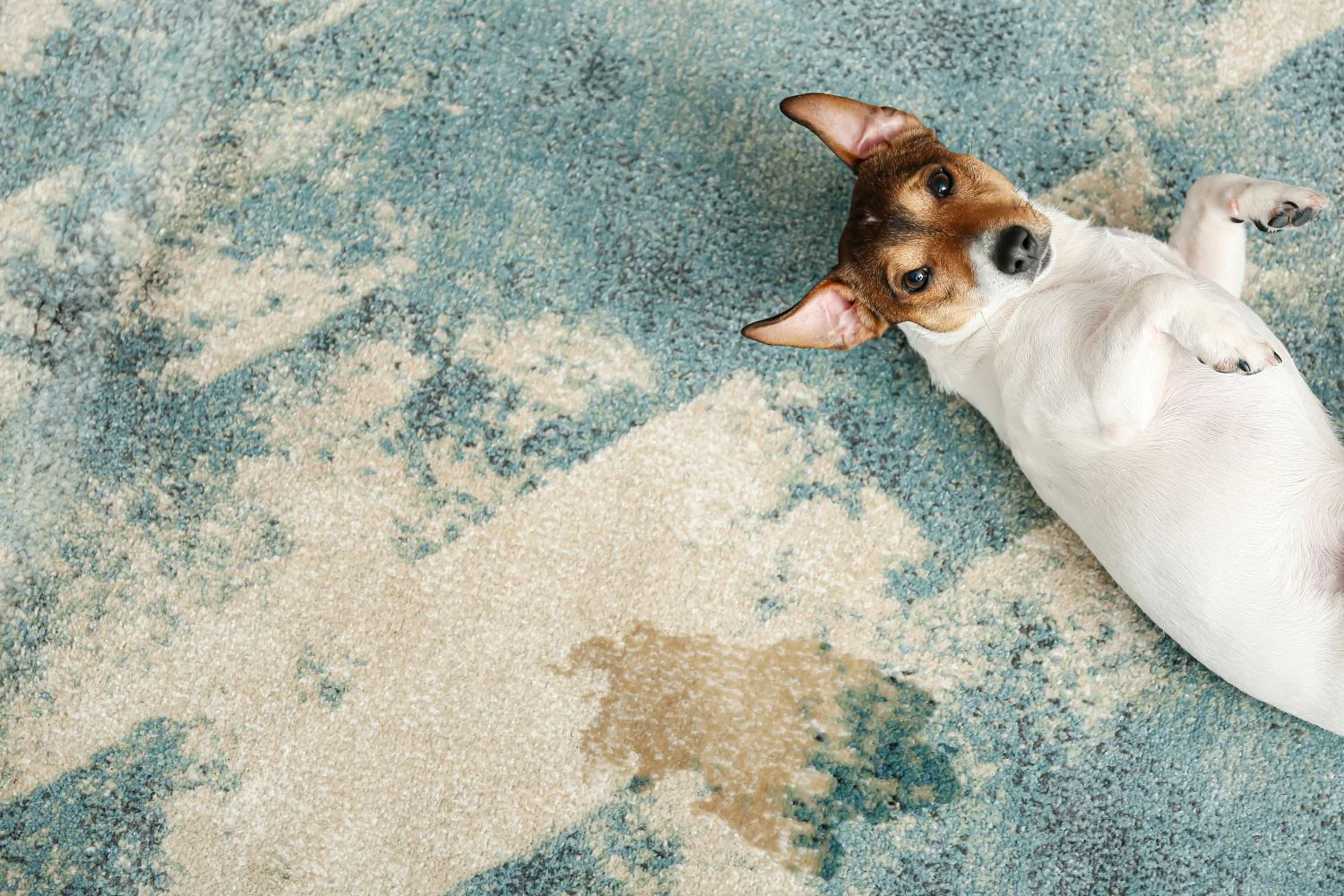 Best Dog Urine Carpet Treatment Placer County for Odor Removal